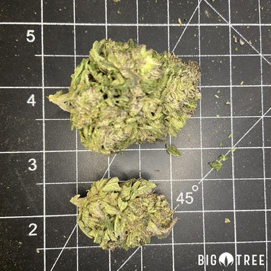 Jokerz 12