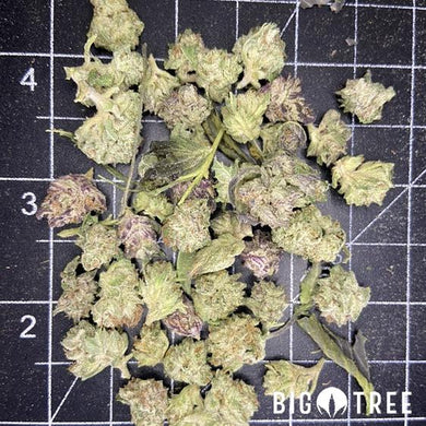 Slurricane