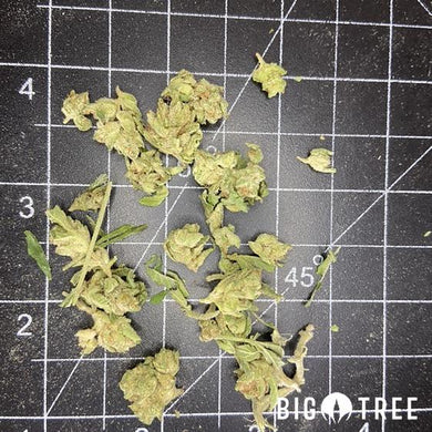 Grape Pie X Kush Mintz